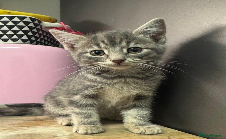 Mixed Breed cats - Advert 1