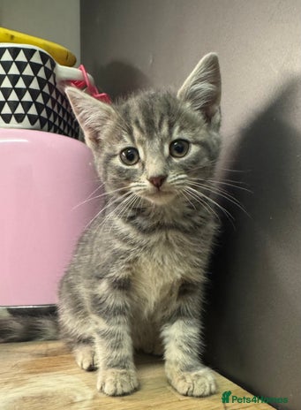 Mixed Breed cats - Advert 1