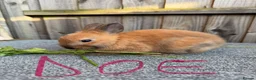 Giant Papillon rabbits for sale: Miniloop , netherland draft and continental cross - Advert 4