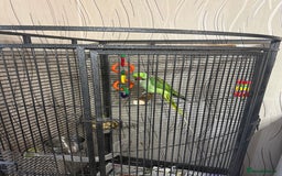 Parrots birds for sale: Alexandrine Parrot  - Image 5
