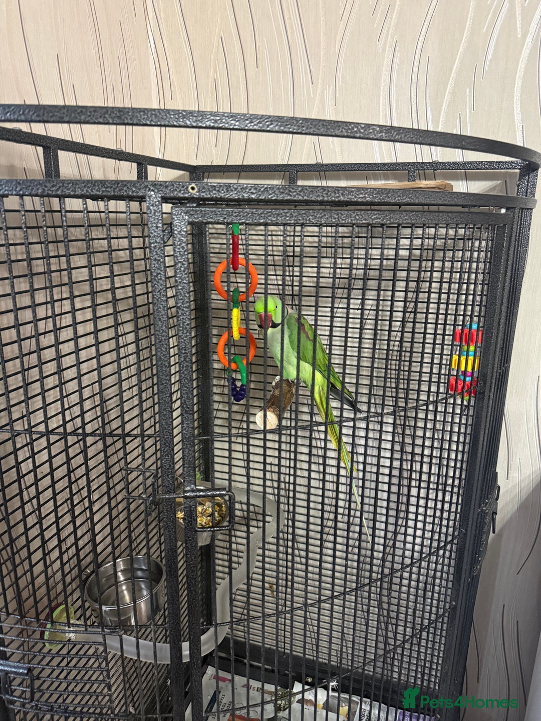 Parrots birds for sale: Alexandrine Parrot  - Image 5
