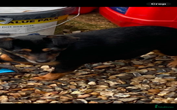 Jack Russell dogs for sale: READY NOW Beautiful jack Russell terrier puppies  - Advert 2