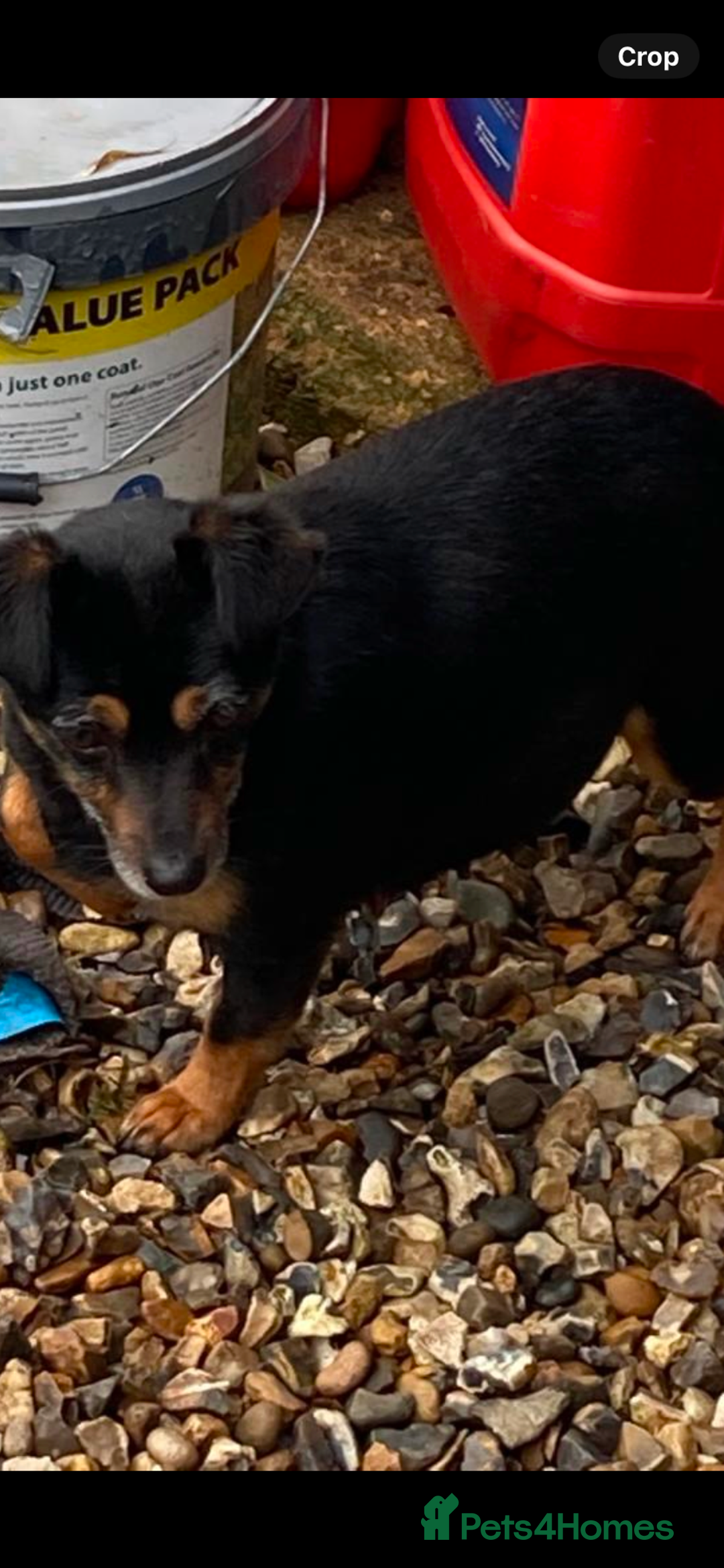 Jack Russell dogs for sale: READY NOW Beautiful jack Russell terrier puppies  - Advert 2