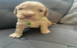 Cockapoo dogs for sale: Cockapoo Lovley Puppies  - Image 27