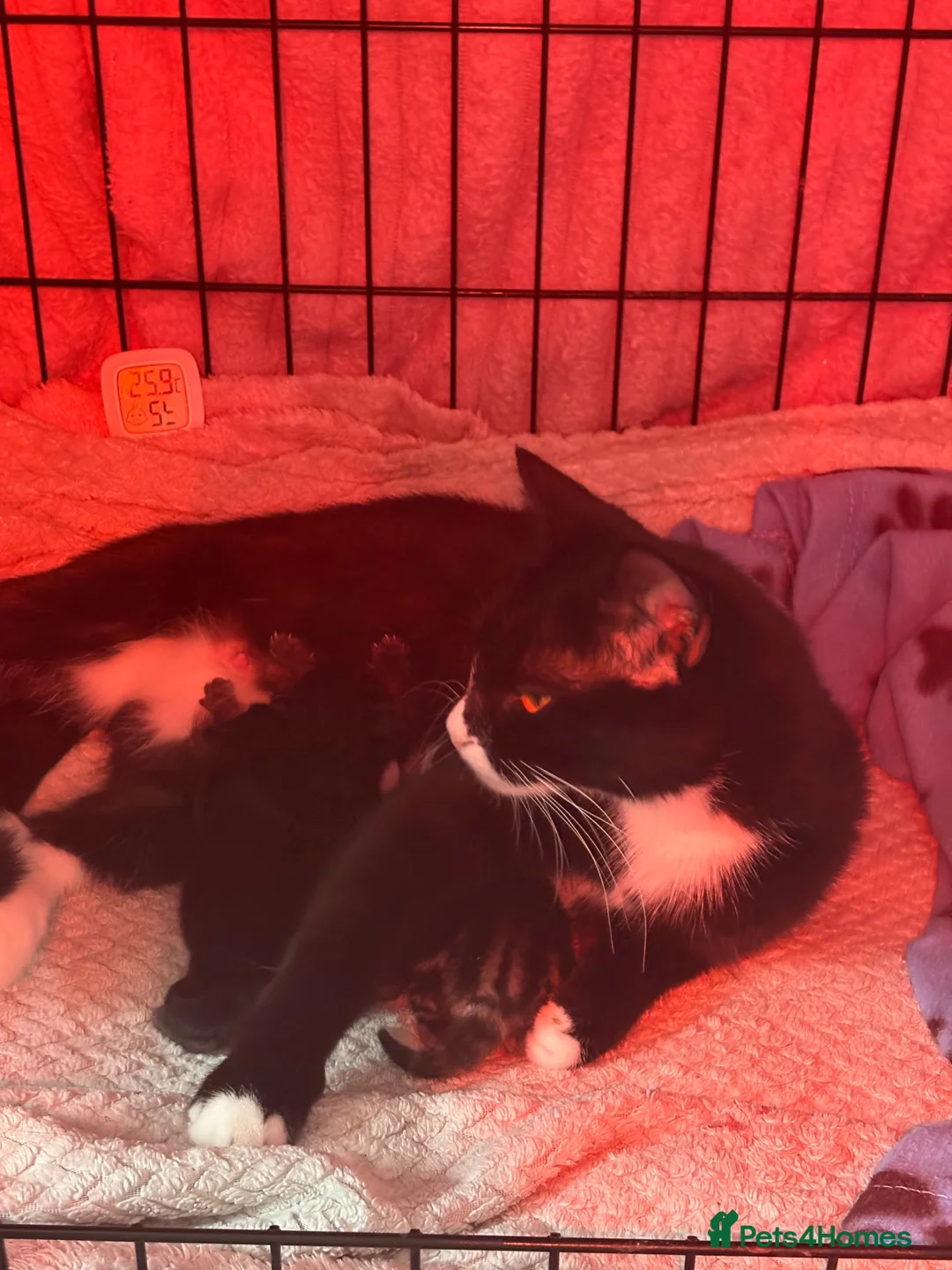 Mixed Breed cats for sale: 4 kittens for sale  - Advert 1
