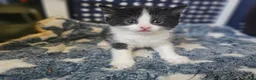 Mixed Breed cats for sale: 2 stunning black and white Kittens left - Advert 23