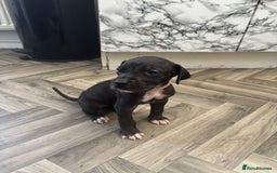 Great Dane dogs for sale: Great dane  - Image 5