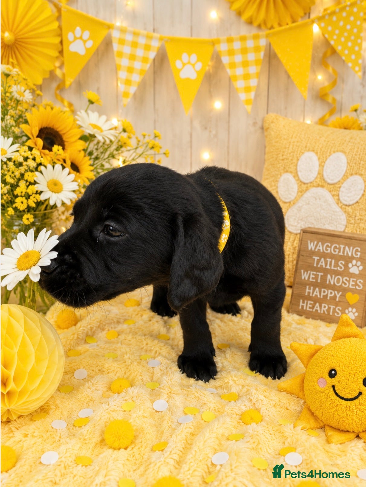 Labrador Retriever dogs KC Labrador puppies from health screened parents  - Advert 2