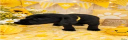 Labrador Retriever dogs for sale: KC Labrador puppies from health screened parents  - Advert 13