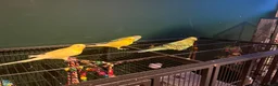 Budgerigars birds for sale: 4 budgies in London - Advert 10