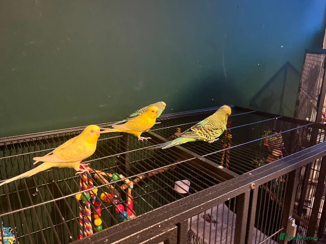 Budgerigars birds for sale: 4 budgies in London - Advert 10