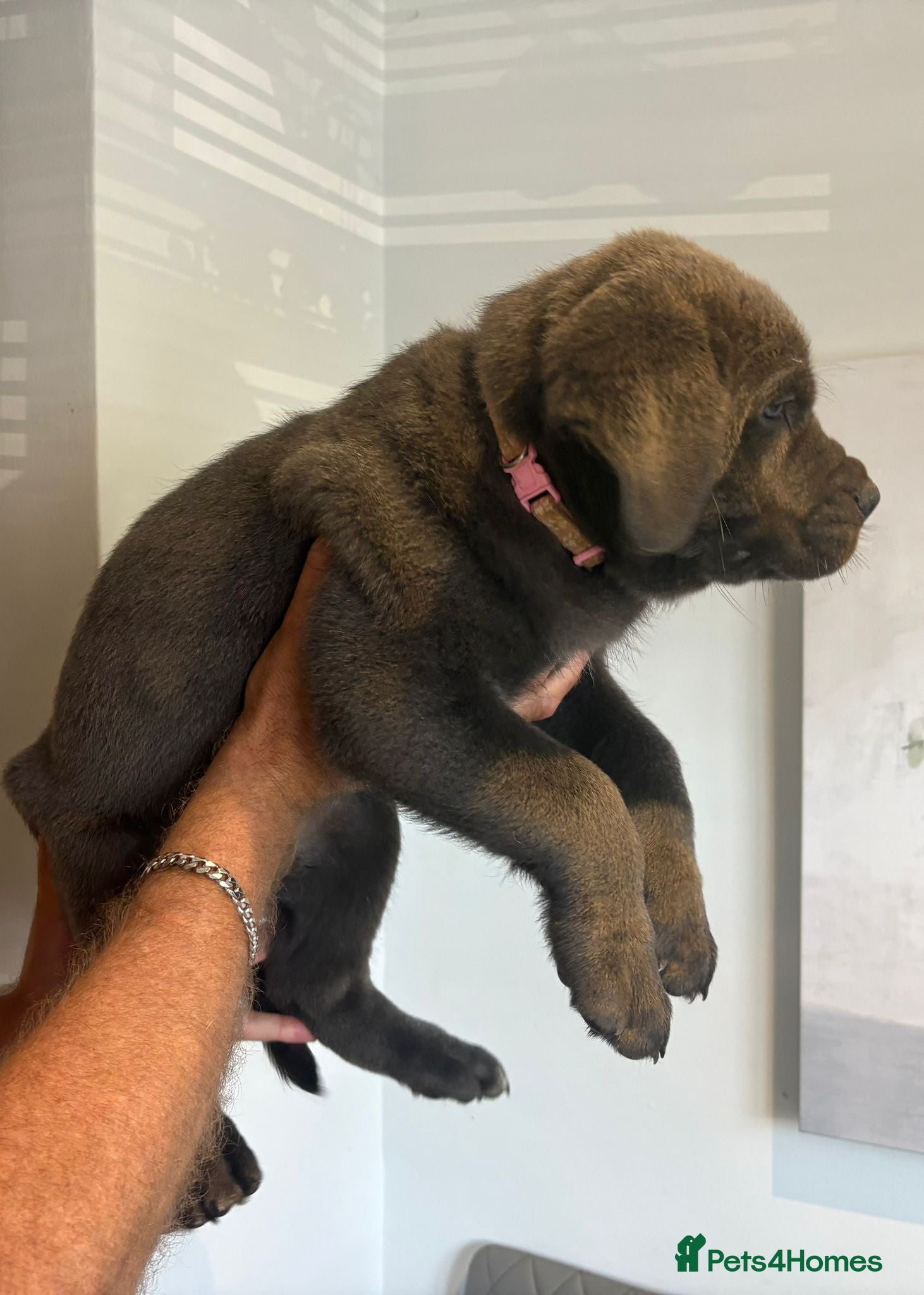 Mixed Breed dogs Cane Corso 75% x German Shepherd 25% - Advert 1