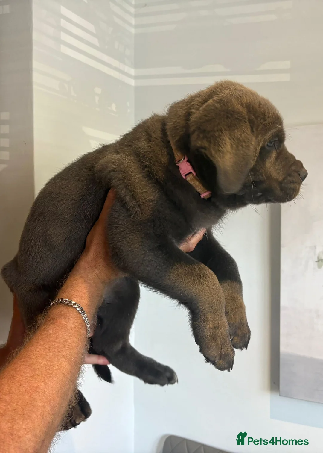 Mixed Breed dogs for sale: Cane Corso 75% x German Shepherd 25% in Bishop's Stortford - Advert 1