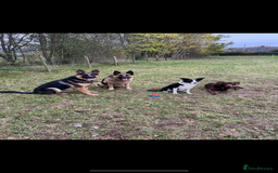 German Shepherd dogs for stud: Kc Reg fully health tested German Shepherd Stud  in Welshpool - Image 15