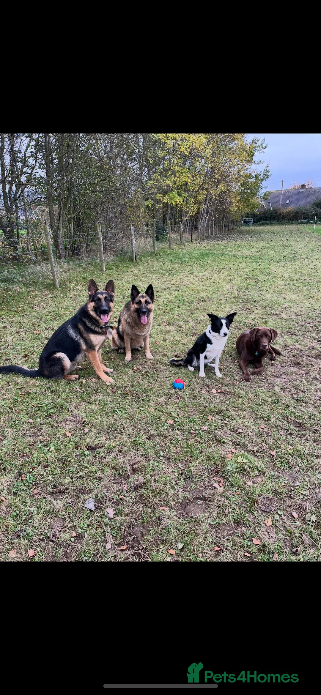 German Shepherd dogs for stud: KC Reg German Shepherd Proven Stud in Welshpool - Advert 19