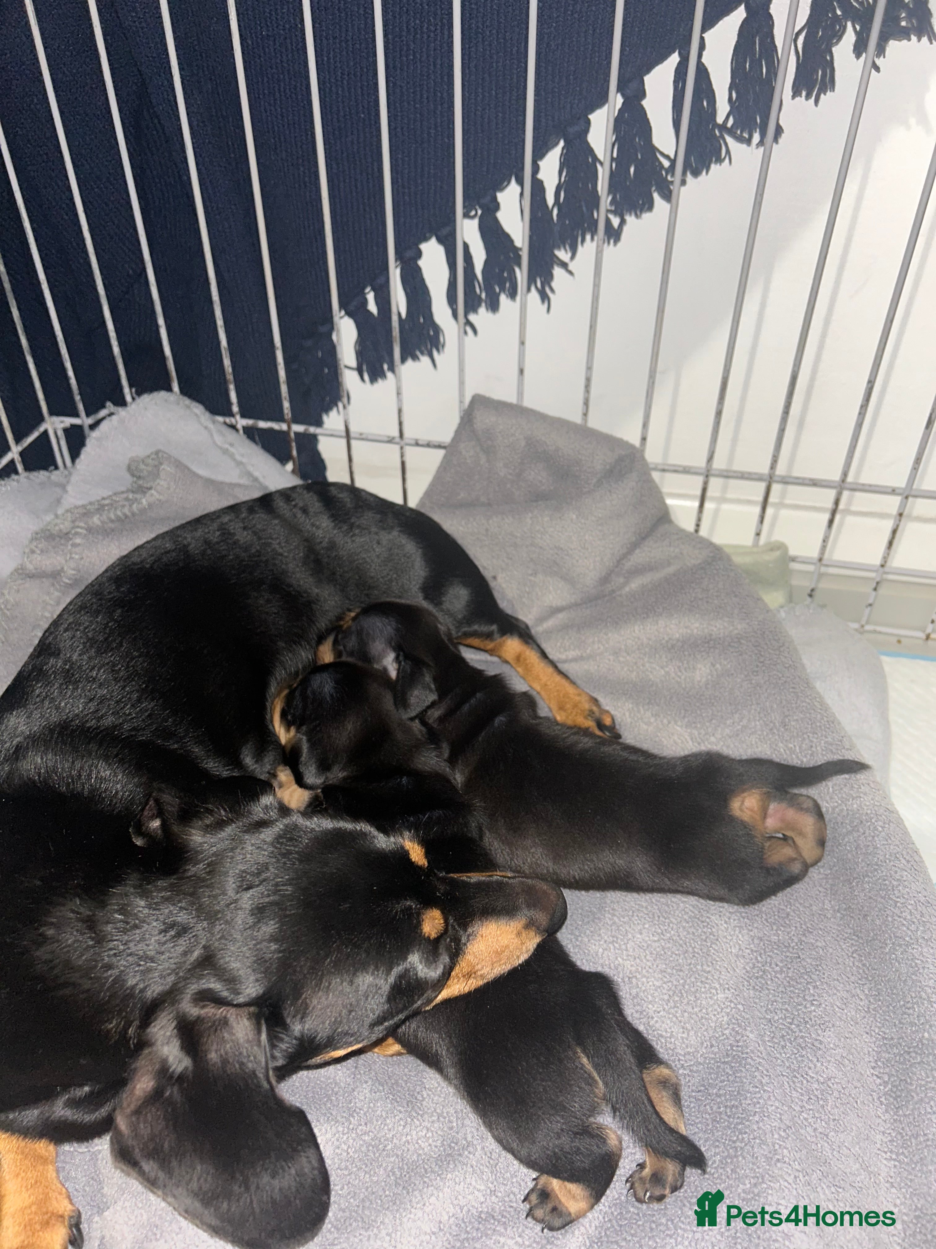 Miniature Dachshund dogs  Black and Tan miniature dachshunds - Advert 19