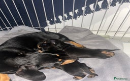 Miniature Dachshund dogs for sale:  Black and Tan miniature dachshunds - Image 1