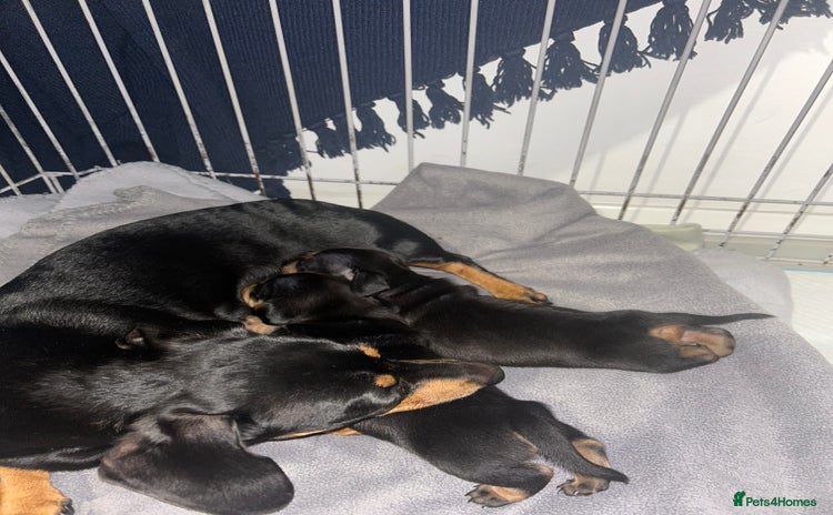 Miniature Dachshund dogs - Advert 1