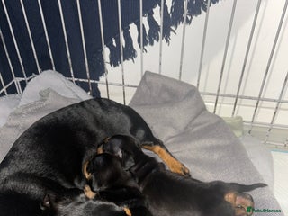 Miniature Dachshund dogs - Advert 13