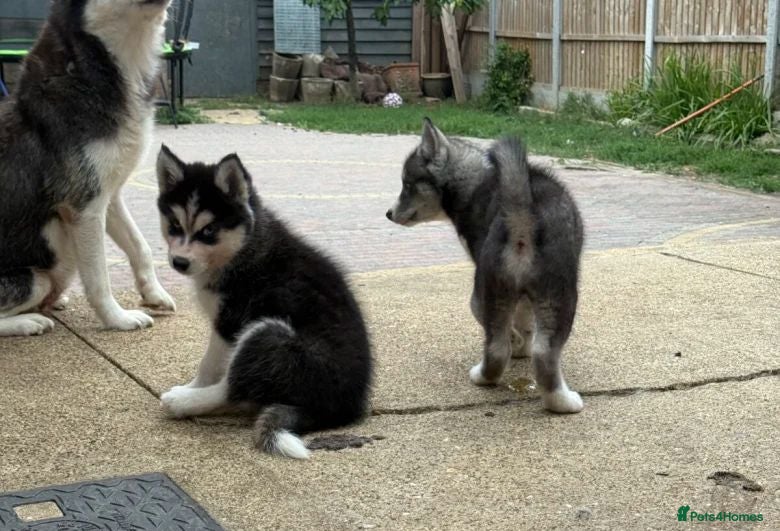 Siberian Husky dogs Siberian Husky Puppies With Beautiful Personalitie - Advert 1