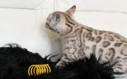 Bengal cats for sale: Gorgeous Bengal kittens - Image 11