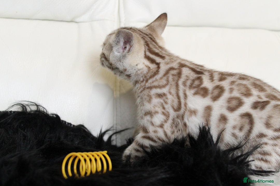 Bengal cats for sale: Gorgeous Bengal kittens - Image 11