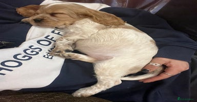 Cocker Spaniel dogs - Advert 1