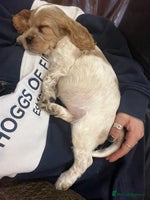 Cocker Spaniel dogs - Advert 5