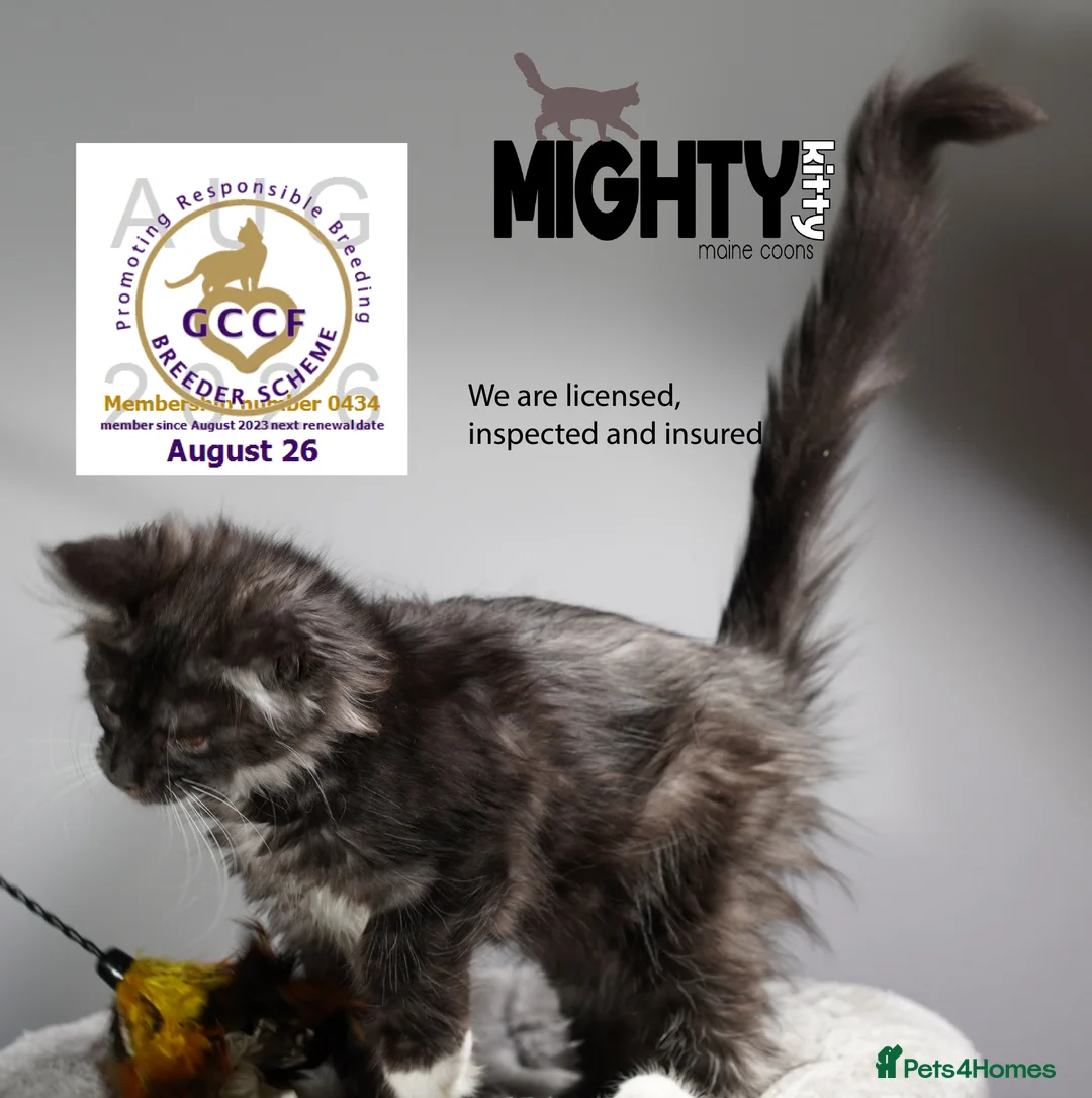 Maine Coon cats for sale: GCCF registered Maine Coon Kittens 5 star licence - Advert 9
