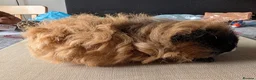 Guinea Pig rodents for sale: Texel and Alpaca boars looking for their 5*  home - Advert 9