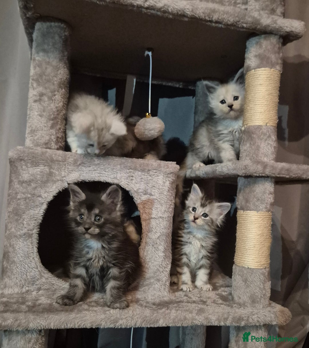 Maine Coon cats for sale: Maine Coon kittens - Advert 31