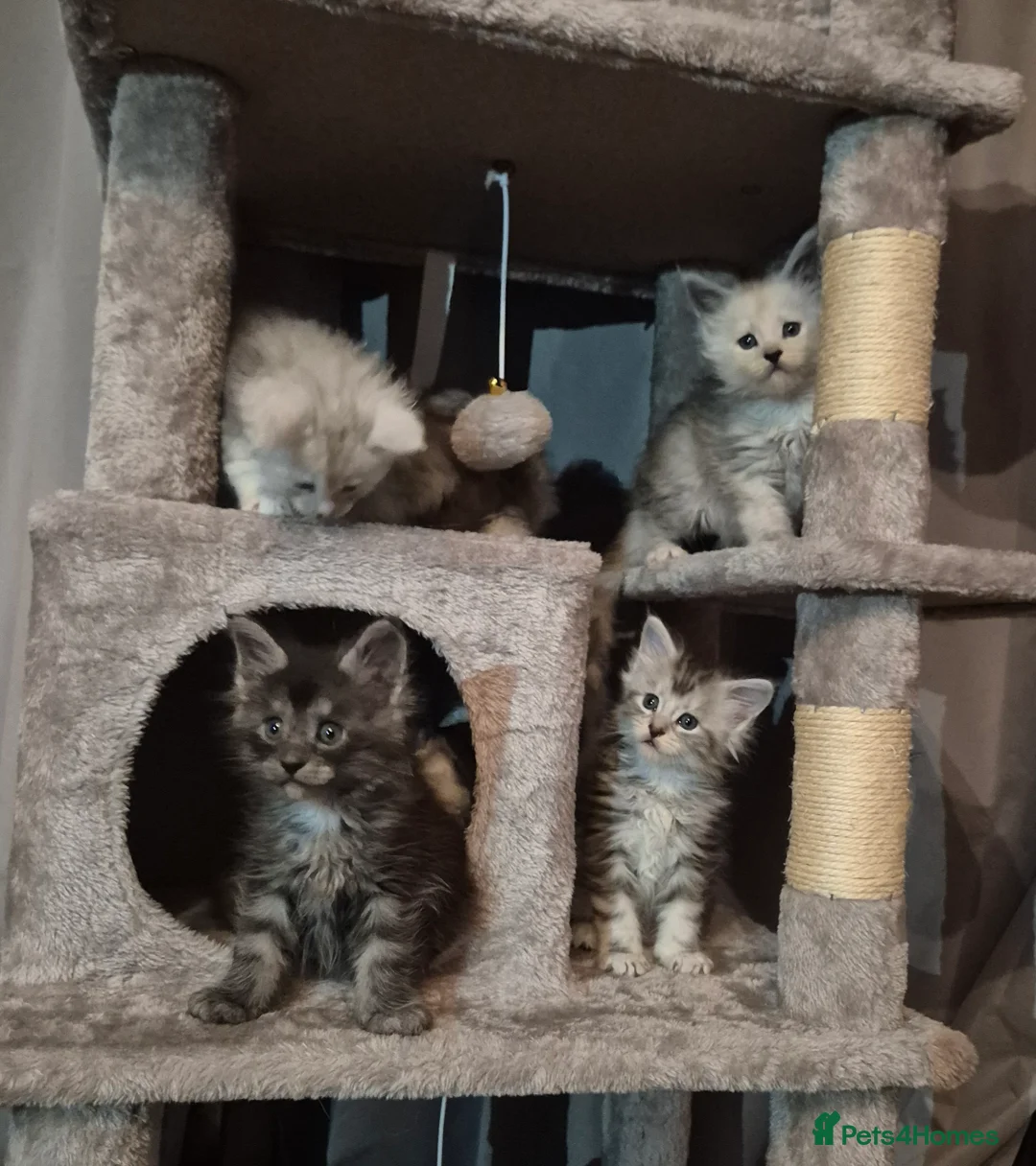 Maine Coon cats for sale: Tica registered Maine Coon kittens - Advert 31