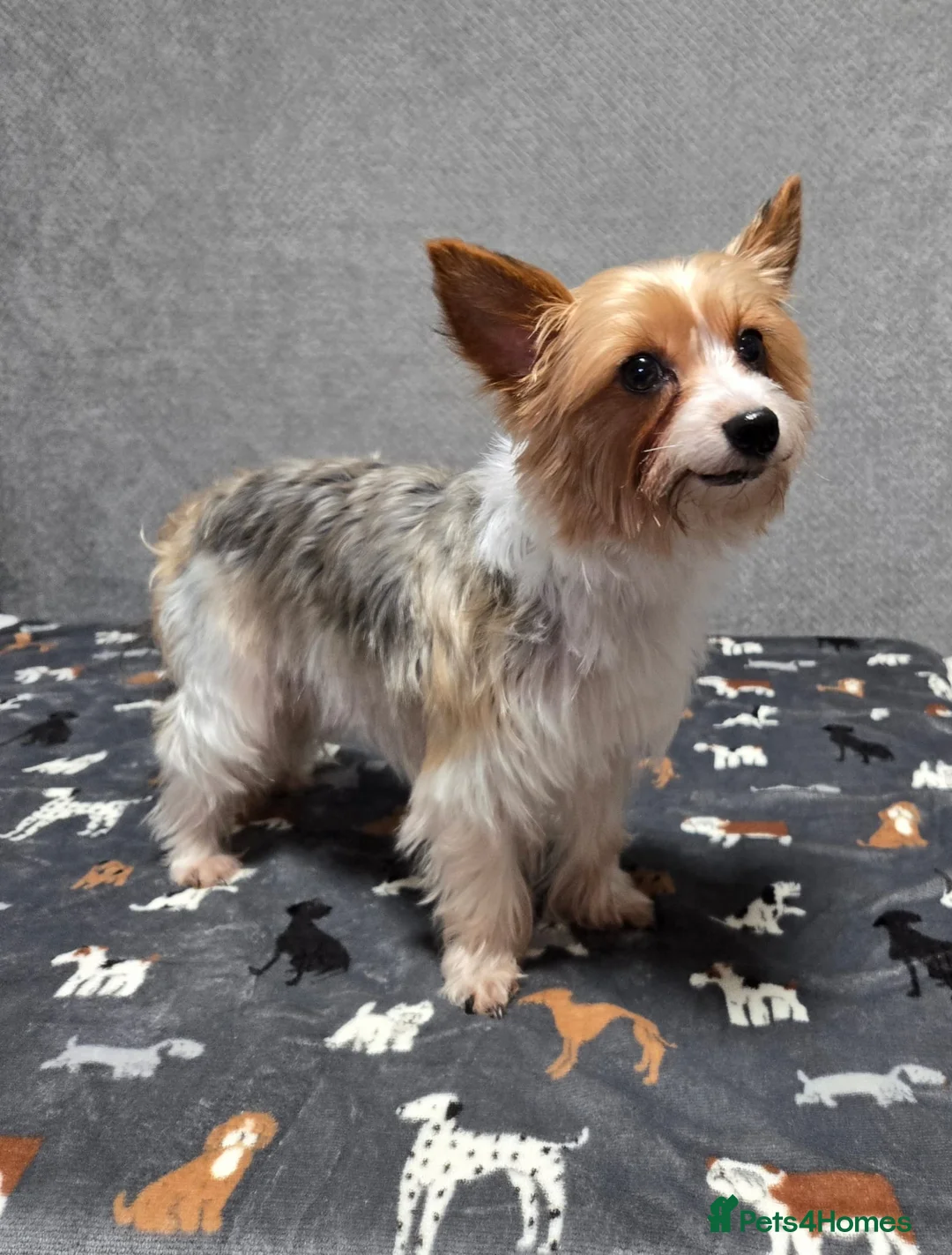 Biewer Terrier dogs for sale: Yorkie / Biewer Tri Coloured Puppies - Advert 2