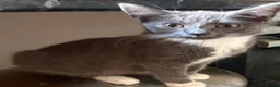 Mixed Breed cats for sale: Little ones are looking for loving home - Advert 6
