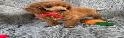 Miniature Poodle dogs for sale: Beautiful kc registered miniature poodles - Advert 6