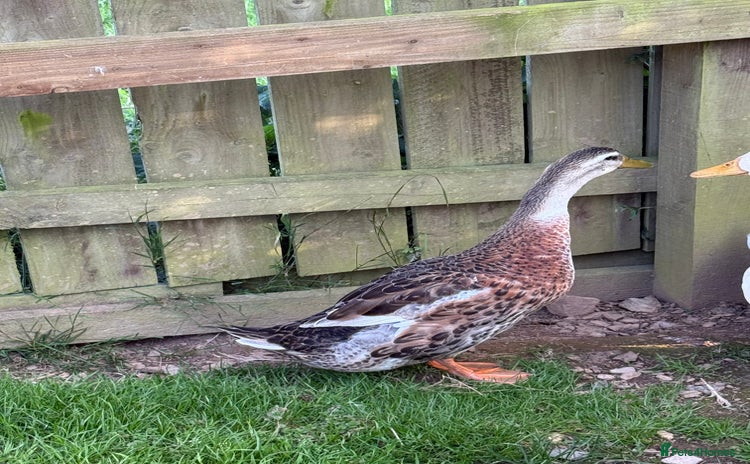 Ducks poultry - Advert 14
