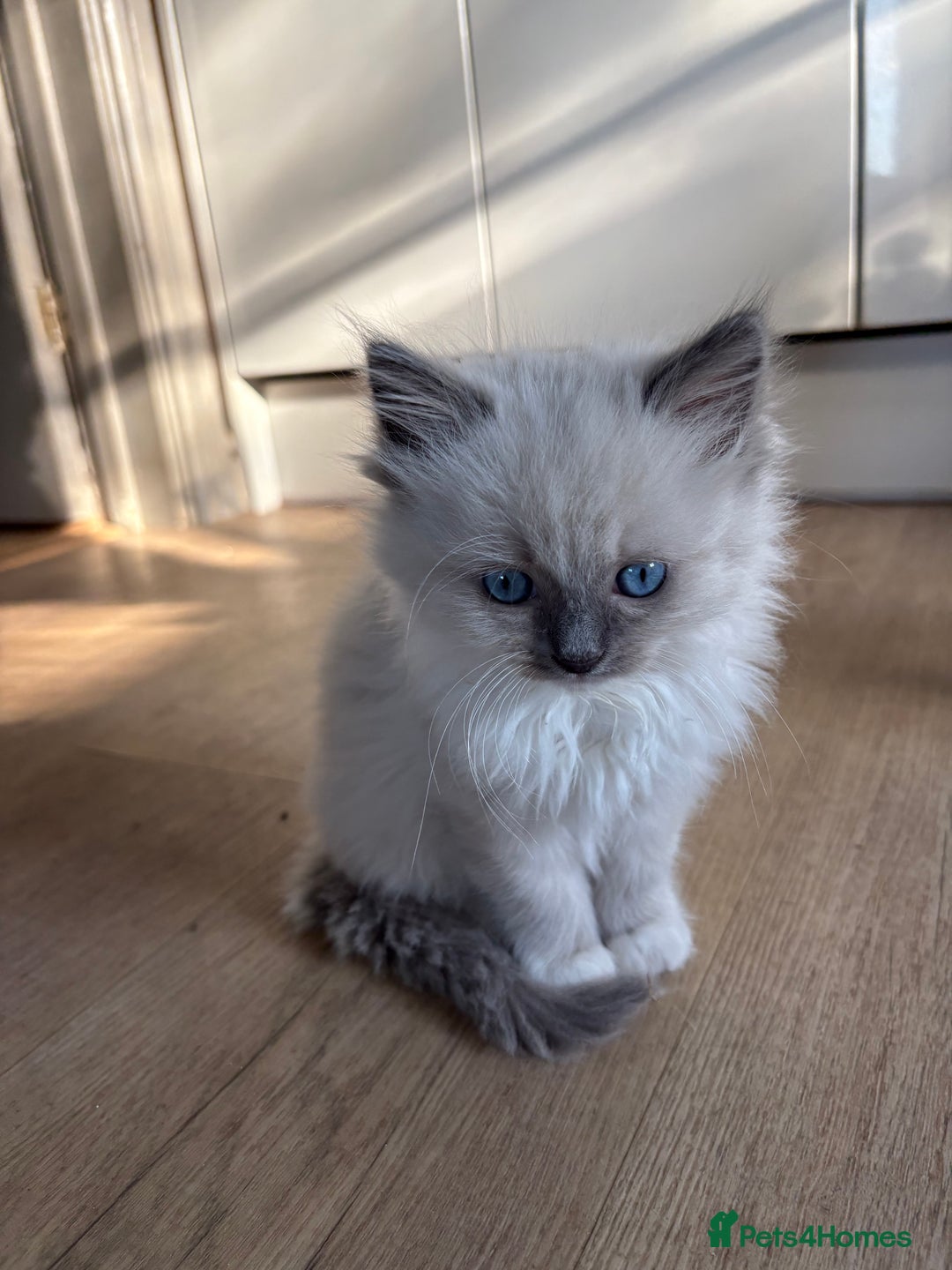 Ragdoll cats for sale: 4 Beautiful Female Ragdoll kittens for sale  - Image 9