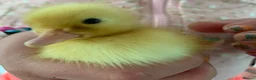 Mixed Breed birds for sale: Call ducks in Crediton - Advert 10