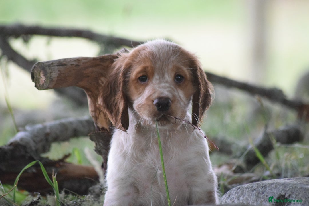 Cocker Spaniel dogs for sale: Cocker spaniel  - Image 22