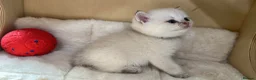 Scottish Fold cats for sale: Four Little Snowflakes with Unreal Blue Eyes  - Advert 11