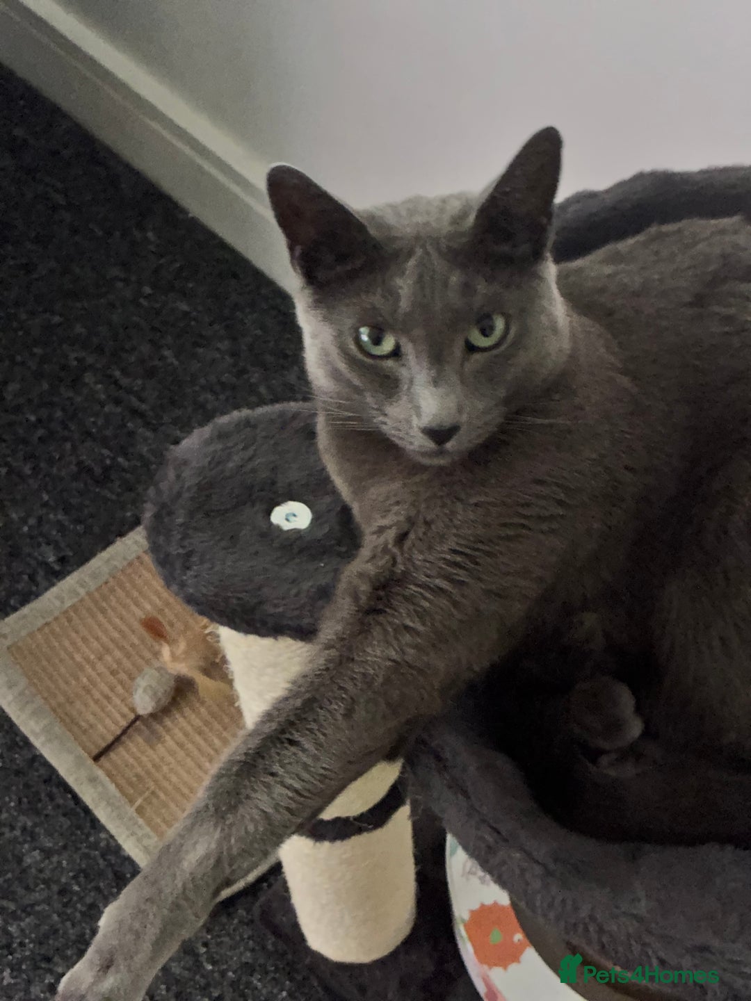 Russian Blue cats for sale: Russian Blue male - Advert 1