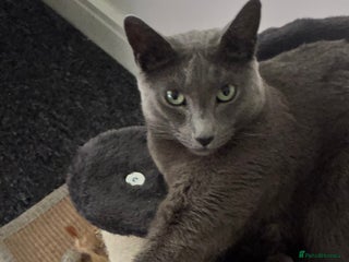 Russian Blue cats Russian Blue male - Advert 1