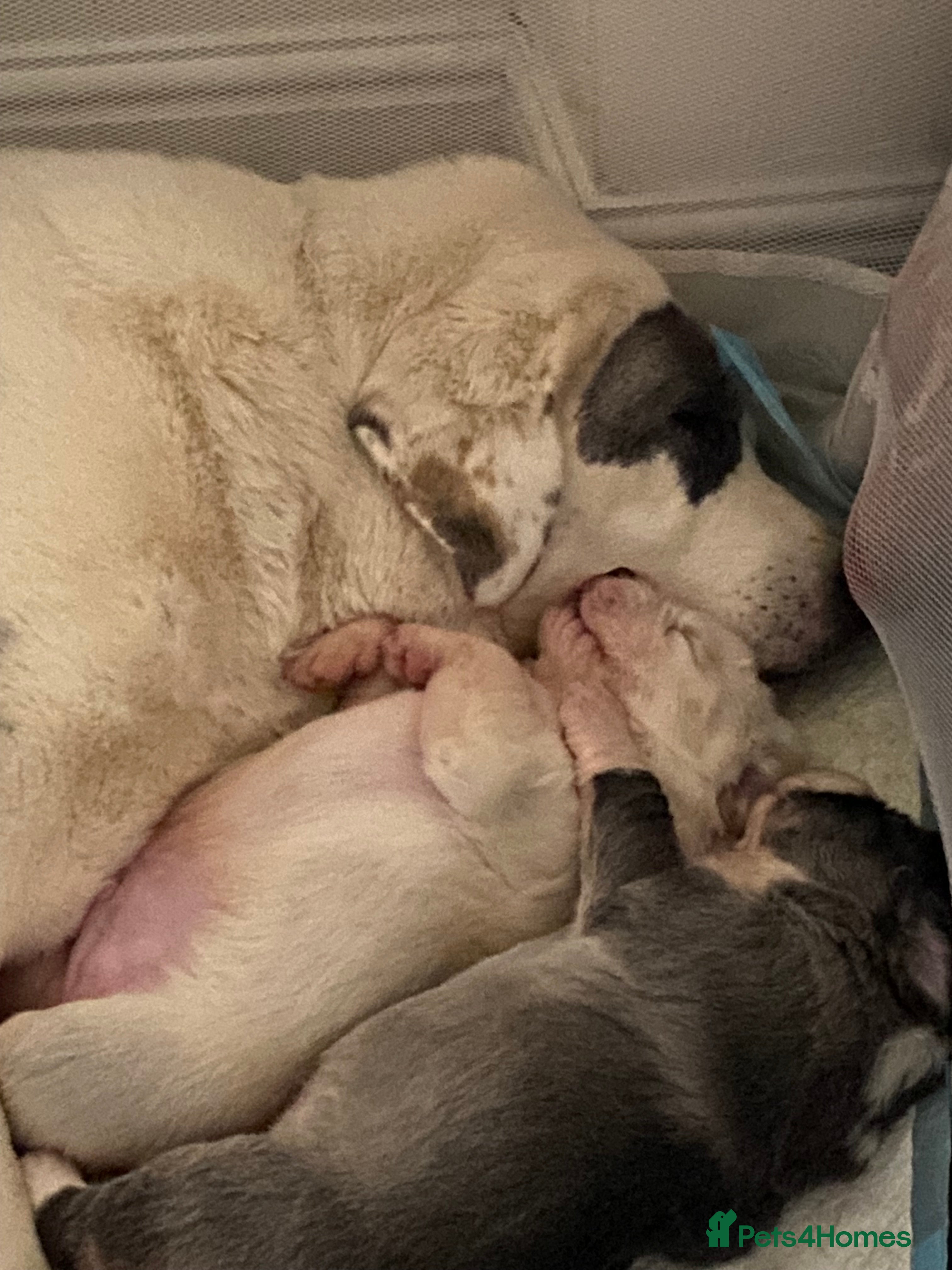 Central Asian Shepherd dogs Central Asian bitch  in Brynteg - Advert 1