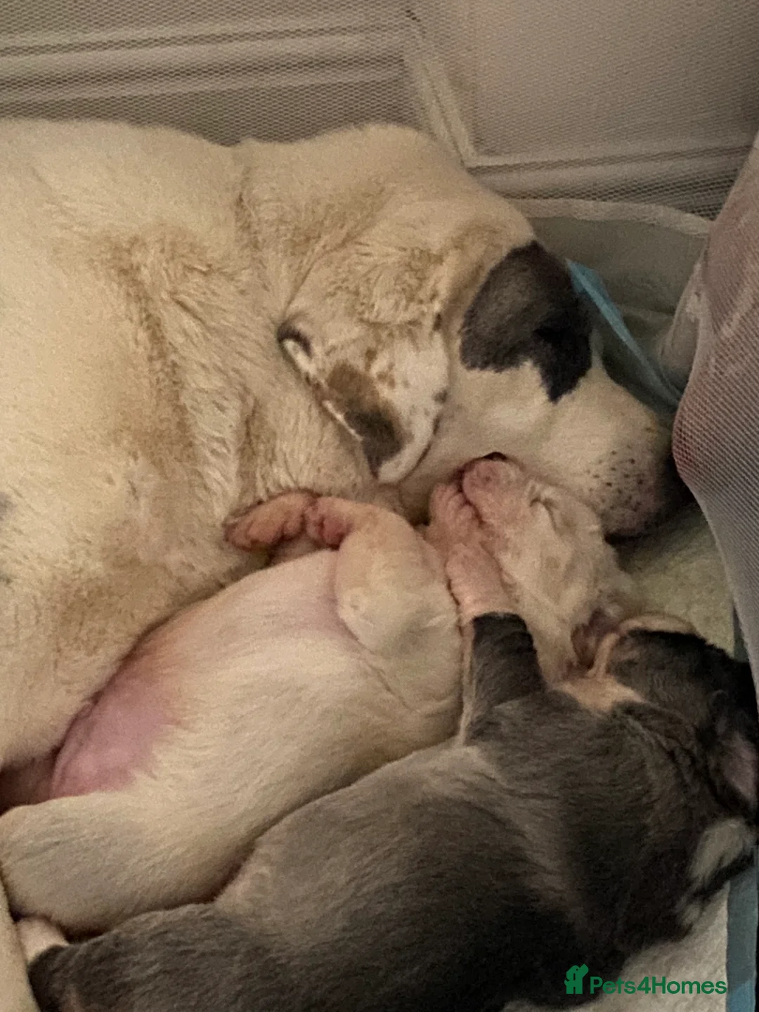 Central Asian Shepherd dogs for sale: Central Asian bitch  in Brynteg - Advert 1