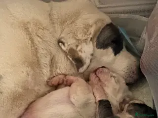 Central Asian Shepherd dogs Central Asian bitch in Brynteg - Advert 1