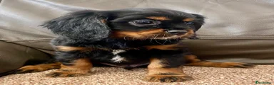 Cavalier King Charles Spaniel 1