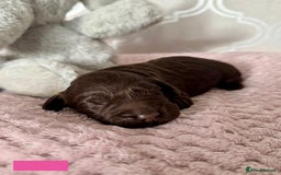 Labradoodle dogs for sale: Adorable Miniature Labradoodles  - Image 11