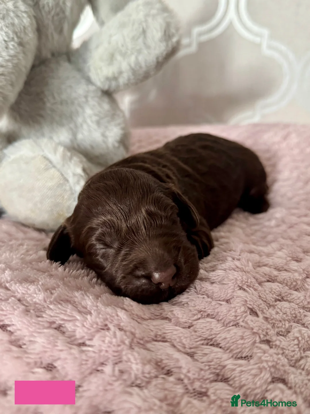 Labradoodle dogs for sale: Remaining boy Adorable Miniature Labradoodles left - Advert 28