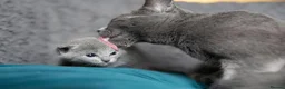 Russian Blue cats for sale: Pure Russian Blue male kitten  - Advert 3