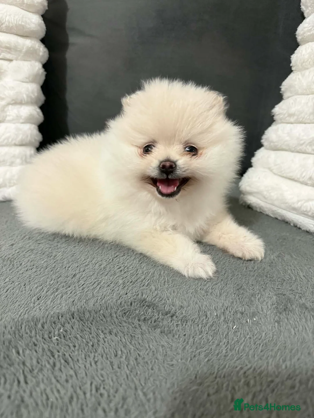 Pomeranian dogs for sale: White Pomeranian girl puppy - Advert 1
